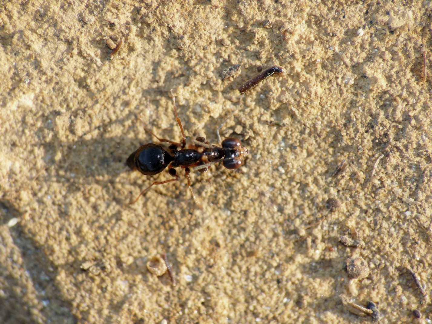 Insettino veramente strano Gonatopus cfr clavipes(Dryinidae)